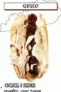 forró kutya kolbásszal szalonnában, pulyka, morne szószban