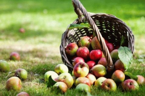 Mit lehet almából készíteni